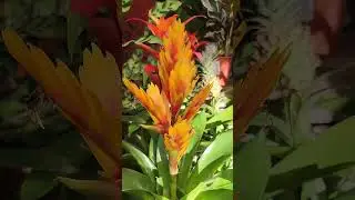 My eyes adored you What a beautiful  Flaming sword flower🪴🌿 #nature #80smusic