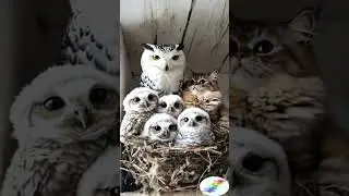 Cute Video! | A Cat in a Nest with 4 Owlets &ndash; Unbelievable Scene! 🐱🦉✨