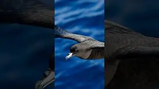 Procellariiformes | Albatrosses, shearwaters, petrels | Chordate Zoology | Ornithology