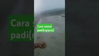 Semai padi,(ngipuk) #petanisukses #sawah #pemudatani #bossmuda
