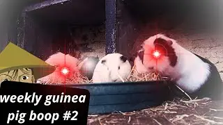 WEEKLY GUINEA PIG BOOP #2