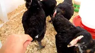 French Black Copper Marans Chicks 5 1/2 weeks old