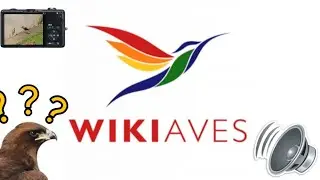 como postar fotos e &aacute;udios no wikiaves | aplicativo para gravar cantos das aves | Brasil Selvagem