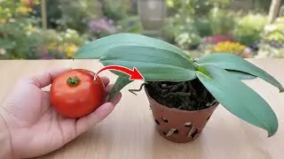Instant Orchid Magic: Place This Under Your Plant for Non-Stop Grow!