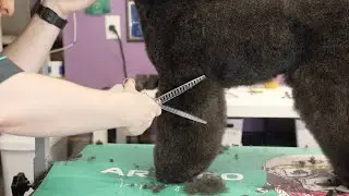 Mini Poodle Pet Trim Grooming - Front Leg Scissoring Tip