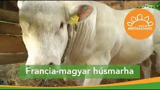 Magyar charolais, ideális charolais - showbírálat után | MMG