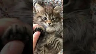 Cute Kitten Yawning and Playing