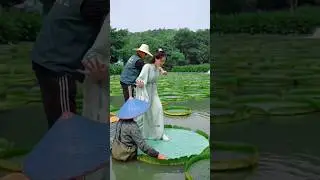 Victoria Water lily #facts #fruit