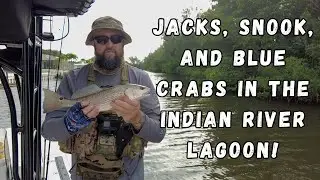 Jacks, Snook, and Blue Crabs in the Indian River Lagoon!