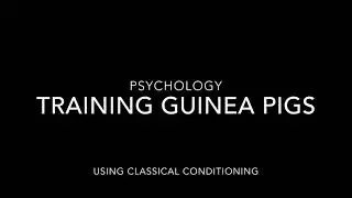 Trading guinea pigs ap psych project