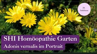 Adonis vernalis &ndash; Mythos, Pr&uuml;fung & Wirkung aufs Herz 💛 | SHI Hom&ouml;opathie Garten