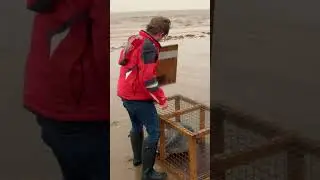 Watch These Seals Take Their First Swim! #seals #freedocumentary #wildlifeconservation