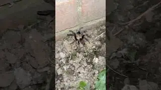 I got a little surprise! #insects #wildlife #nature #tarantula