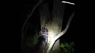 Leopard Cur Hound Treeing Coon