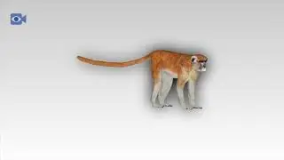 Patas Monkey
