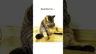 sisters😶#trending #cat #catmemes #viral #trending #shorts #aesthetic #desimemes #relatable #viralnow