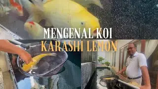 IKAN KOI YANG SERING DISANGKA IKAN MAS | Koi Karashi Lemon | MENGENAL JENIS KOI
