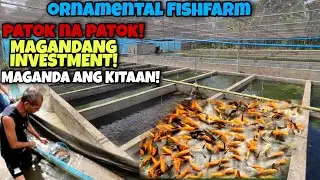 ORNAMENTAL FISHFARM|PATOK AT MAGANDANG GAWING INVESTMENT SA PAGNENEGOSYO DAHIL SA GANDA NG KITA NITO