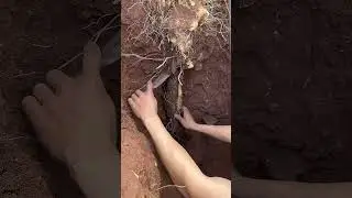 Digging and cutting banana roots from the soil #nature #farming #garden