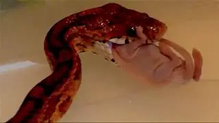 Beginning Snake Owner: Feeding my Corn Snake