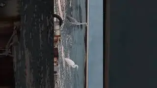 اللقلقان الابيض والاسمر يتقلقلان