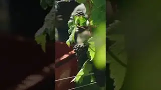 Champagne Drappier 5/5