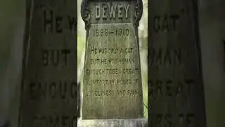 A Century-Old Tribute: The Dewey Family's Cherished Cat | #animals