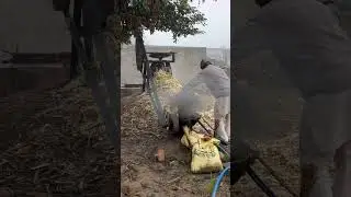 Dahda Agro Agency Sariana | Desi Gud Making | Desi Gud | Punjabi Gud | 85 Variety ka Gud | #viral