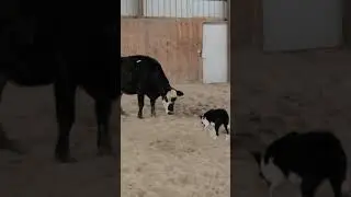 Moving a cow with a Border Collie