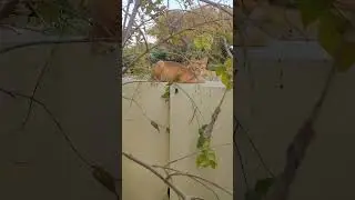 Cat sitting on the wall #cat #sitting #wall #pets #shorts #ytshorts
