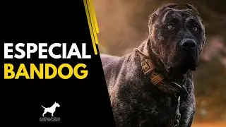 La Fuerza Desatada: Descubre el Poder Implacable del Bandog