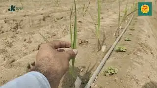 Sugarcane on Chip bud method in Pakistan| Sugarcane on Drip irrigation system| Pak Agrin