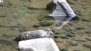2984#カワセミ#水絡み#境川#Kingfisher#water entangled#20180813 0814