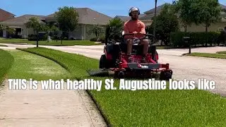 THIS is what healthy St. Augustine grass looks like | Florida Man Lawn Mowing ASMR