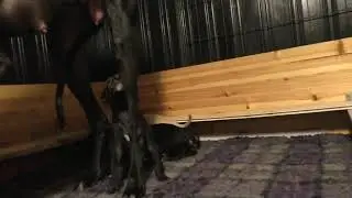 Kennel Grey Mountain  Galgo Espa&ntilde;ol litter 2020, 19 days
