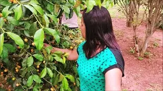 👉 #BACUPARI MIRIM (Garcinia brasiliensis) Fazendo colheita no Pomar😋🍒 #farm #fruit