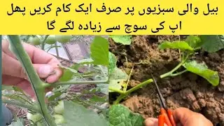 Do little things on vine vegetables, production will be double