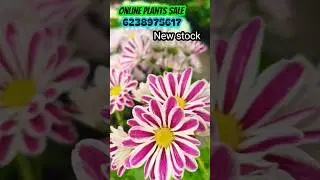 Jamanthi online sale #onlinesale #onlineplants #garden #shortsfeed