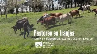 Pastoreo en Franjas