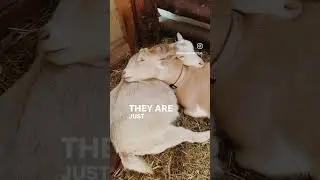 Mother goat helps her daughter in labor ❤️