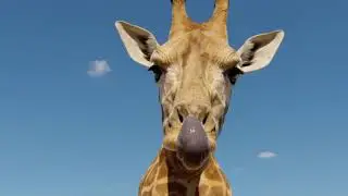 Sydney Zoo Spring 2020 TVC