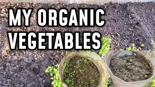Cultivating and growing organic Garlic 🧄 Coriander 🌿 and other vegetables 🥬 in my garden and pots