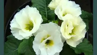 White Primula | Image Collection Of Folwers Of White Color