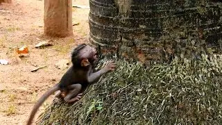 Million Pity Baby monkey Daniela Cry loudly body call mom Danna#3330
