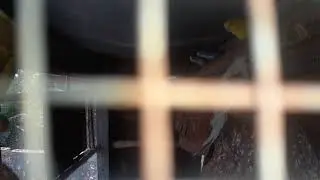 Bugrigar bird breeding farm setup