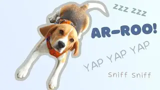 What does a beagle sound like?  Cute Beagle Sounds!