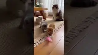 Kitties are full of energy today😺 / Cat's Daily Life🐾 #cat #cute #shorts