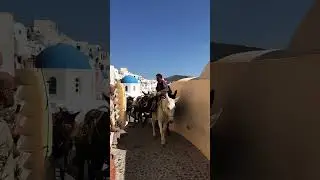 #greece #travel #oia #vacation #santorini #donkey #tourist #vacationideas #europe #travelvlog