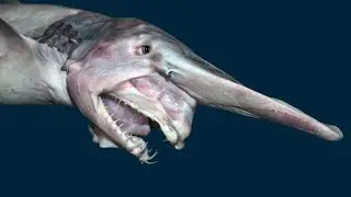 Goblin Shark: Deep-Sea Predator with a Unique Twist
