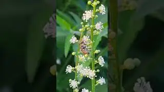 Foraging of Drone fly